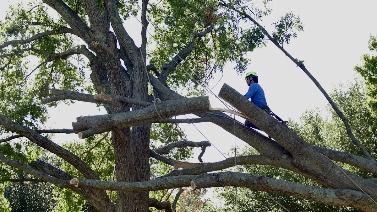 Professional Crown Thinning performed by certified arborists in Bloomingdale
